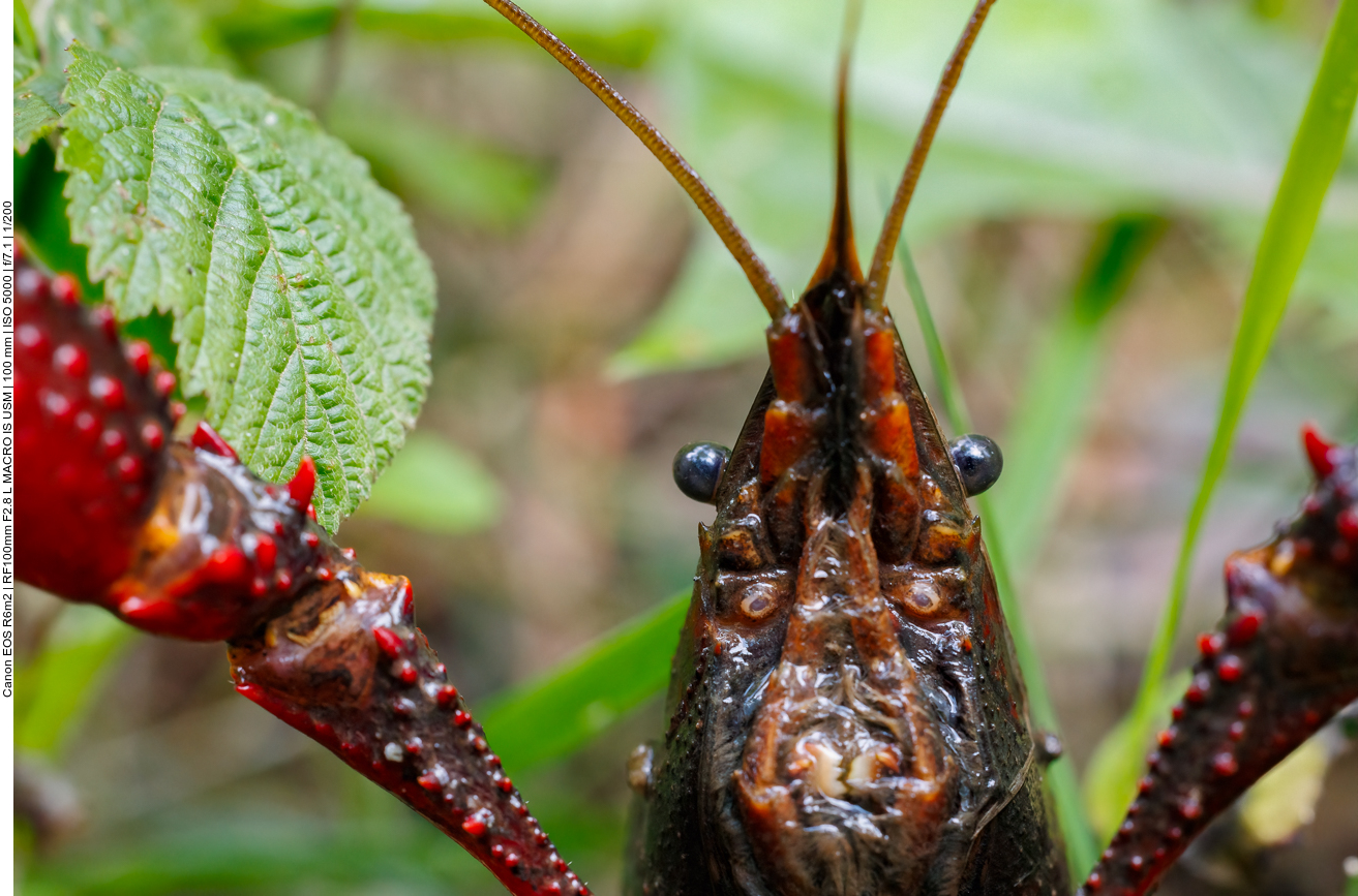 Louisianakrebs ganz nah 