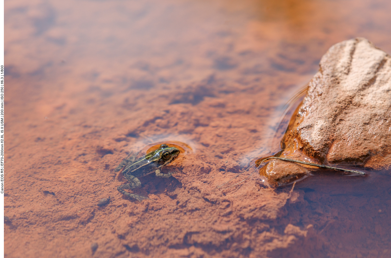 Kleiner Wasserfrosch 