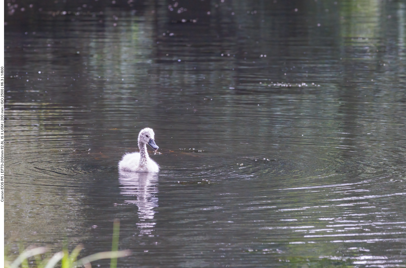 Nachwuchs des Höckerschwans