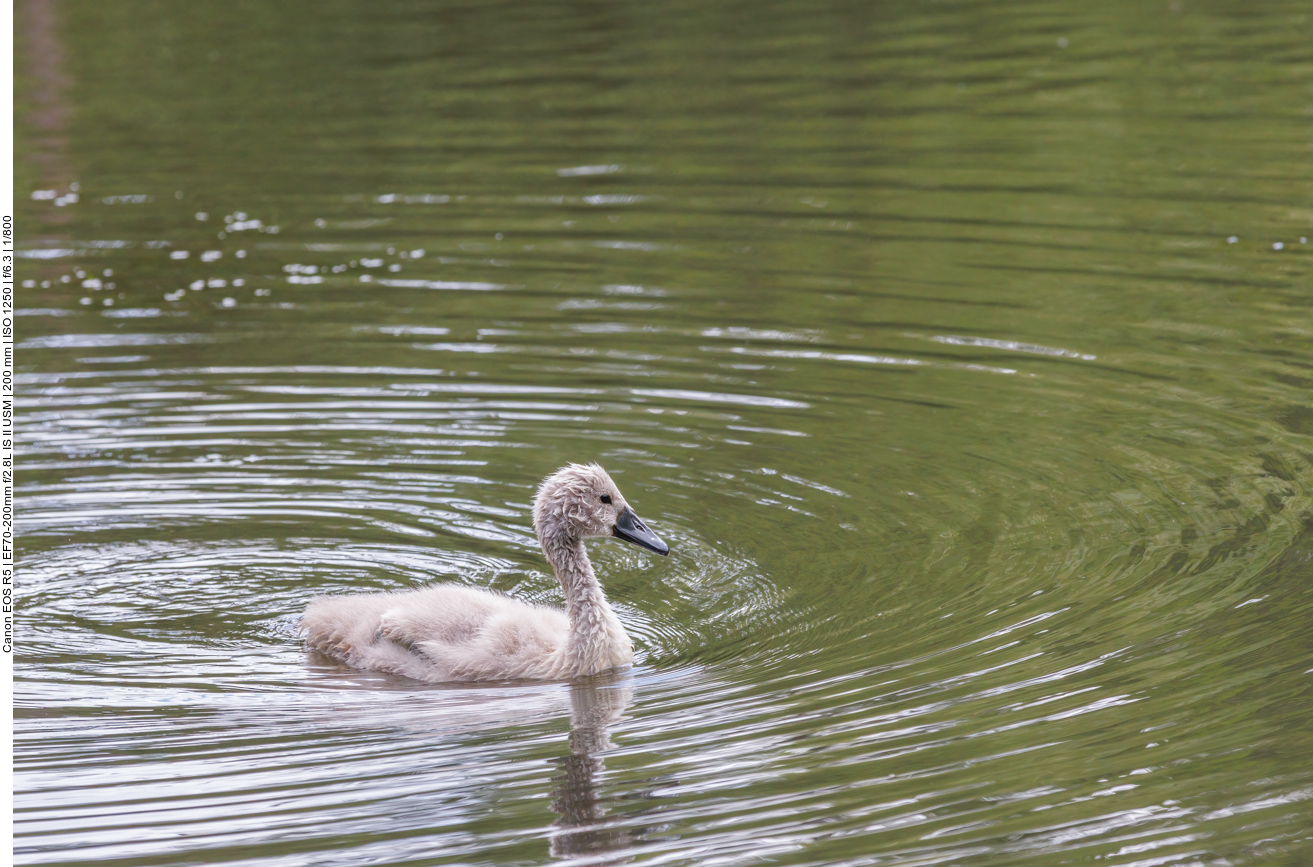 Nachwuchs des Höckerschwans