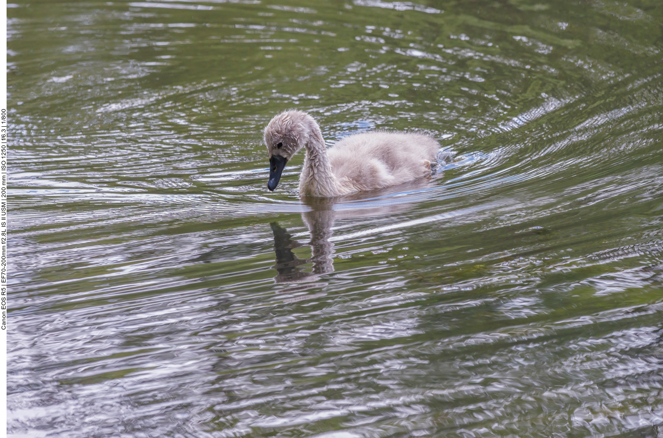 Nachwuchs des Höckerschwans