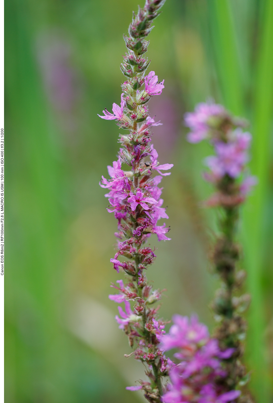 Gewöhnlicher Blutweiderich [Lythrum salicaria]