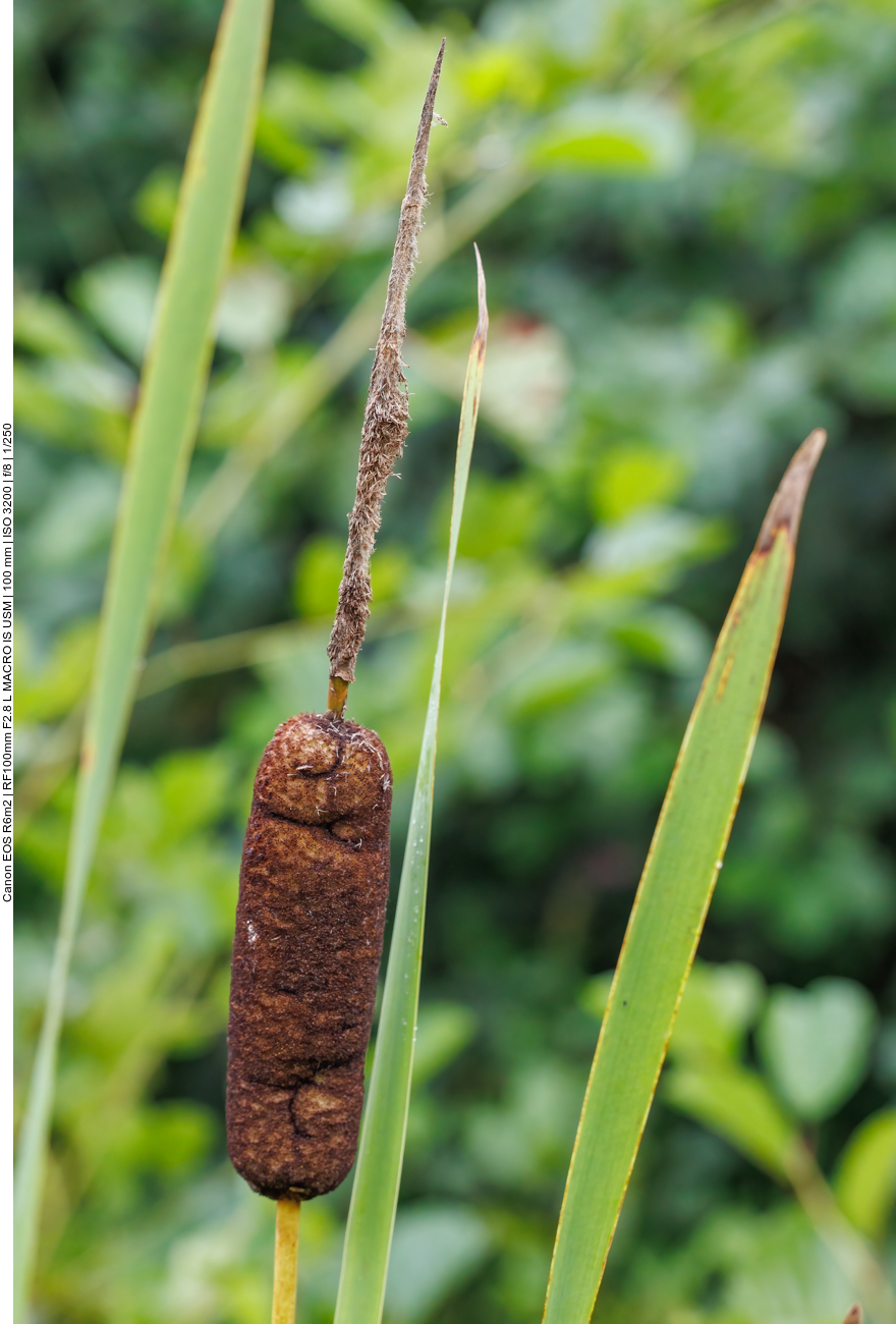 Noch schnell einen Rohrkolben [Typha] abgelichtet, dann laufen wir vor dem Regen davon 