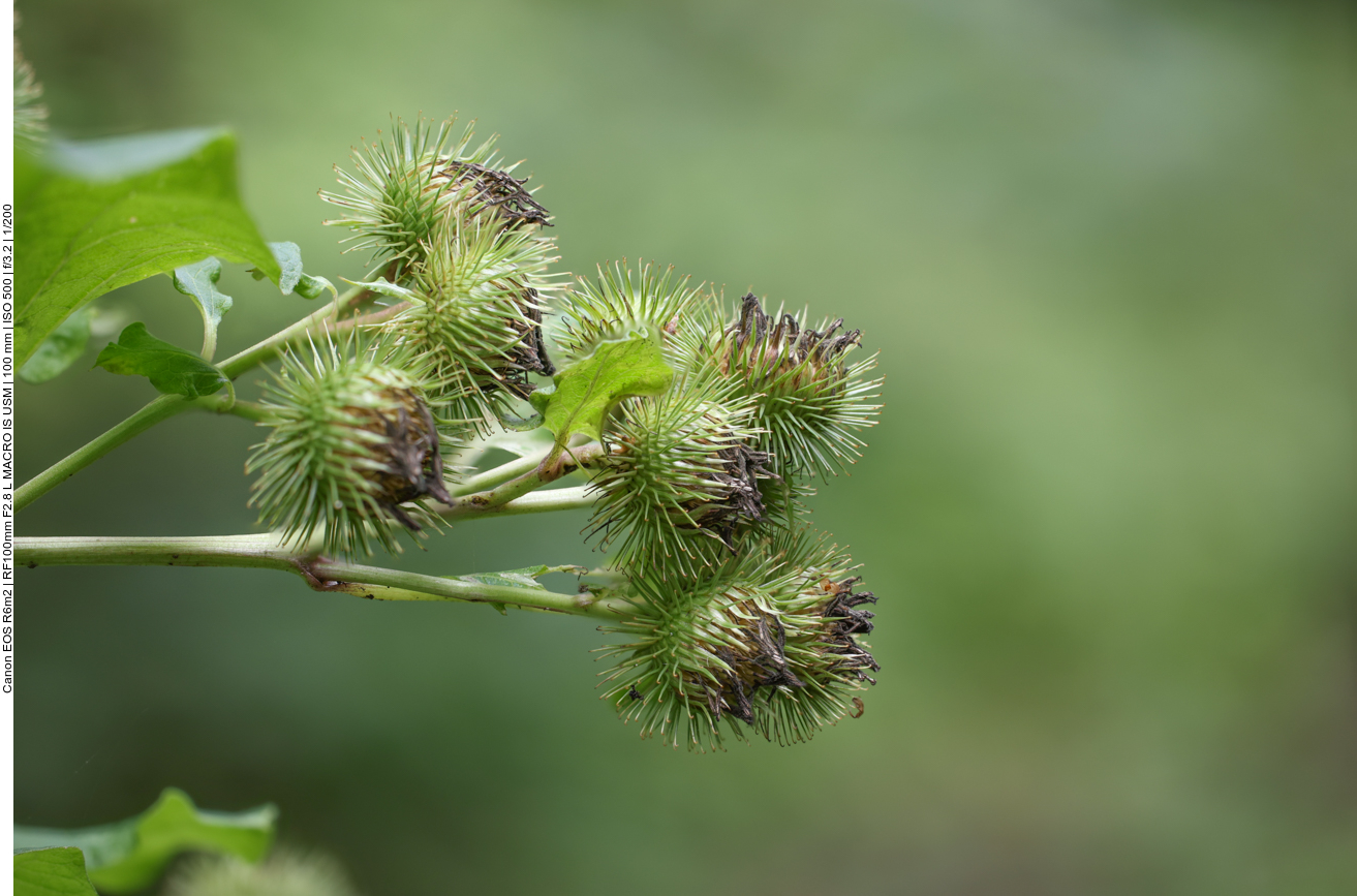 Große Klette [Arctium lappa] 