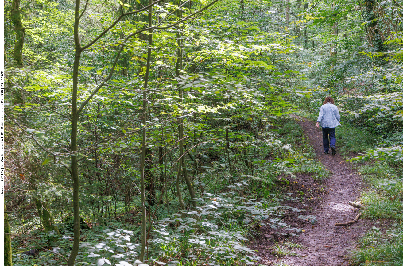 Auf schmalen Pfaden durch den Wald 