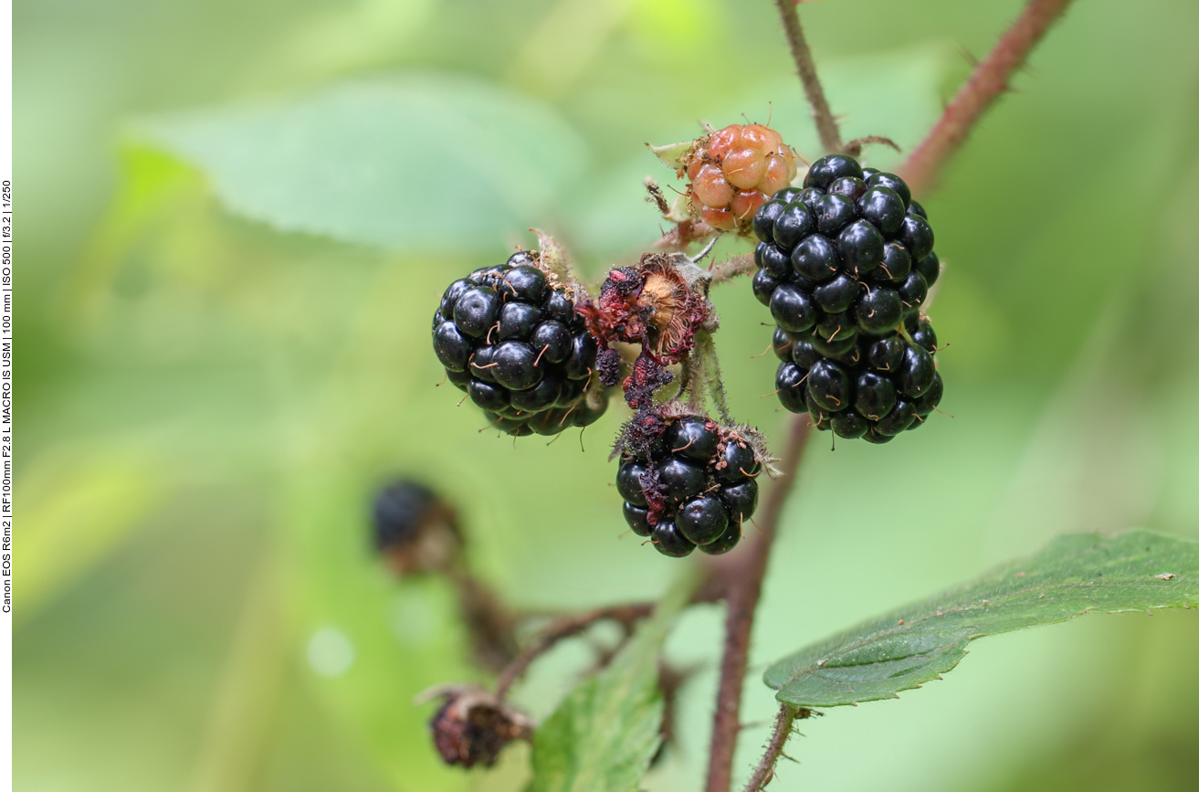 Brombeere [Rubus fruticosus] 