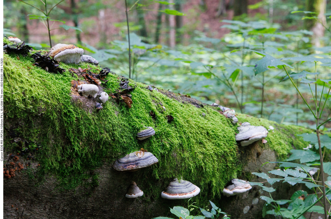 Baumpilze (Zunderschwämme) 