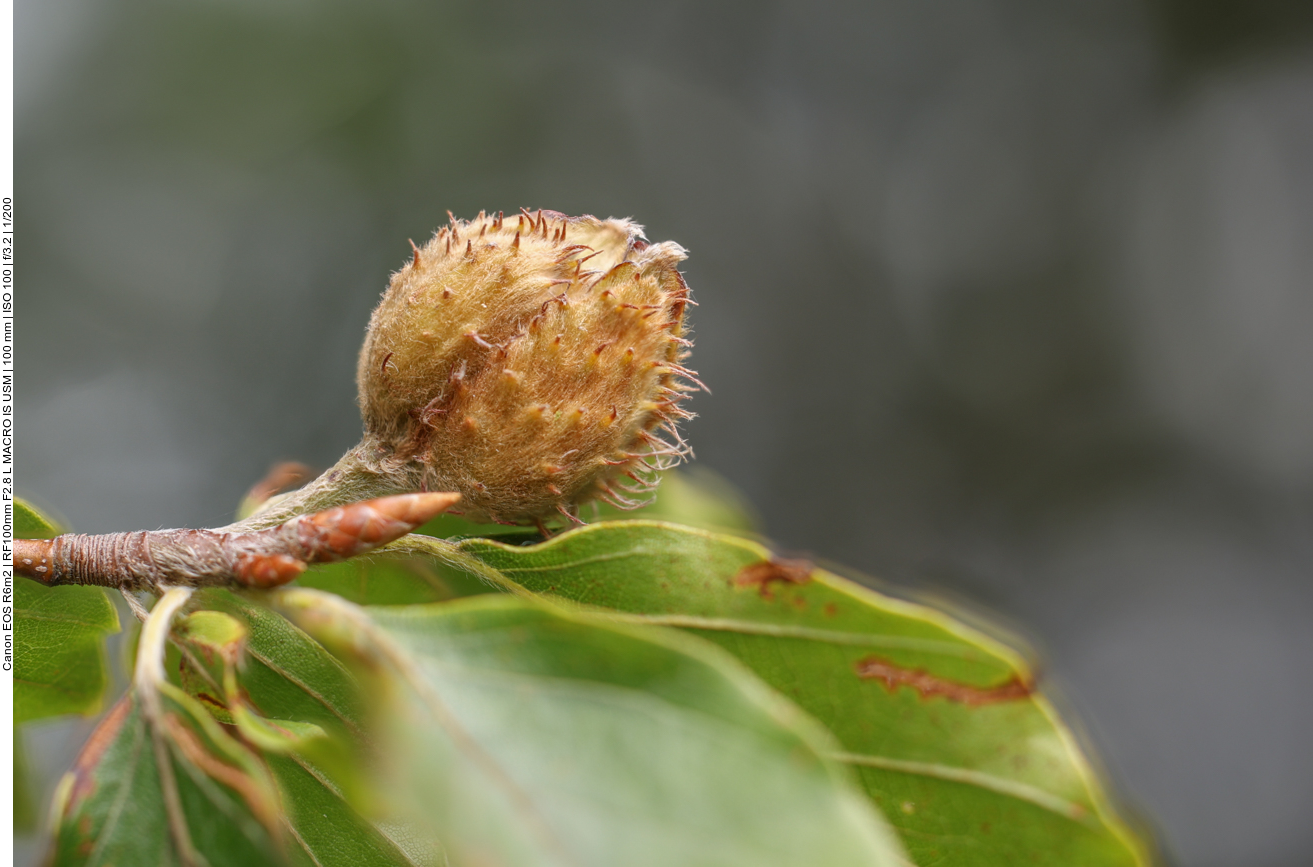 Buchecker, Rotbuche [Fagus sylvatica] 