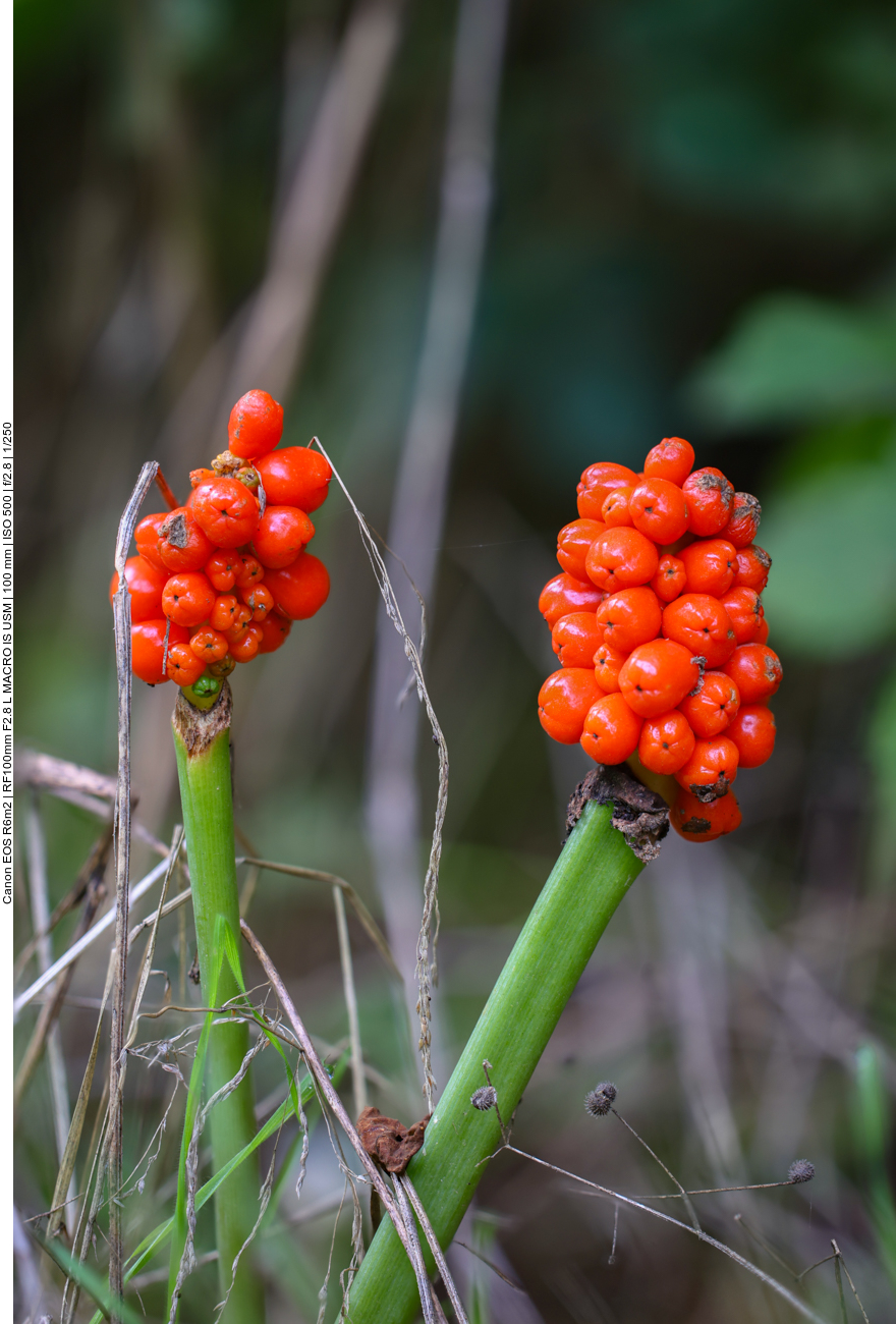 Italienischer Aronstab [Arum italicum] 