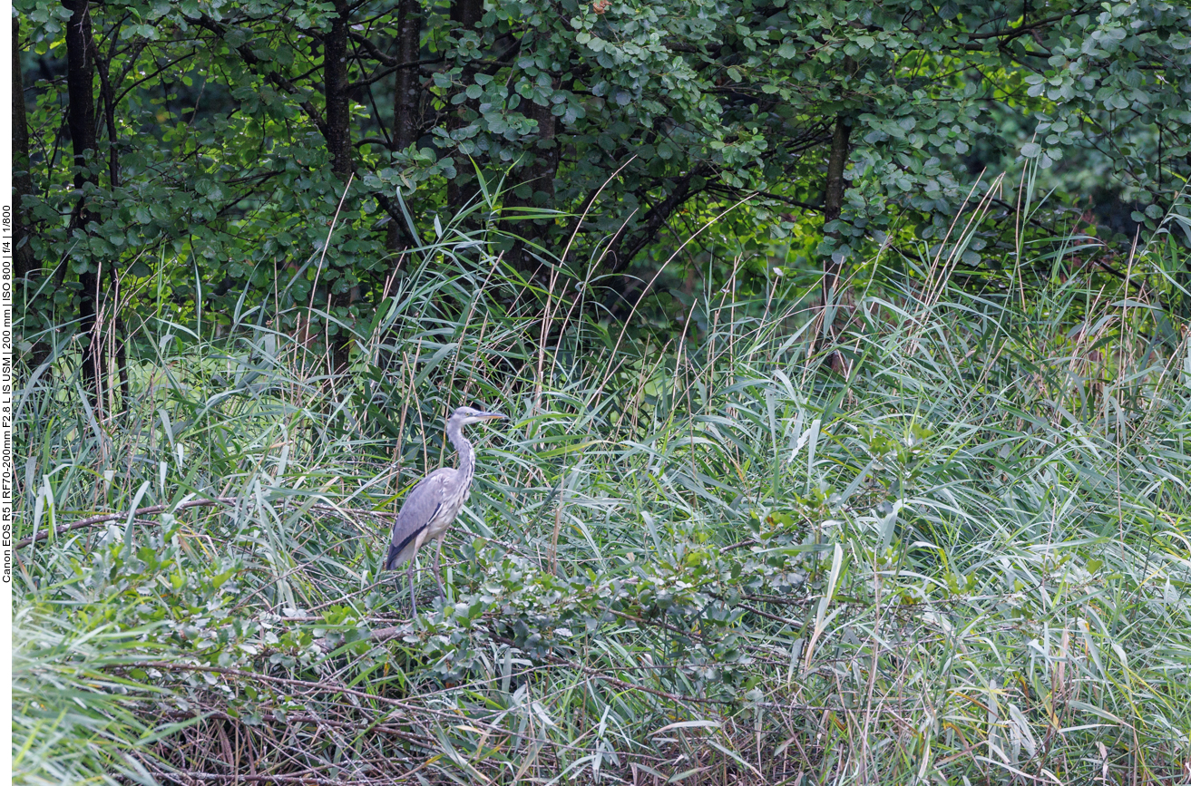 Graureiher [Ardea cinerea], auch Fischreiher genannt 