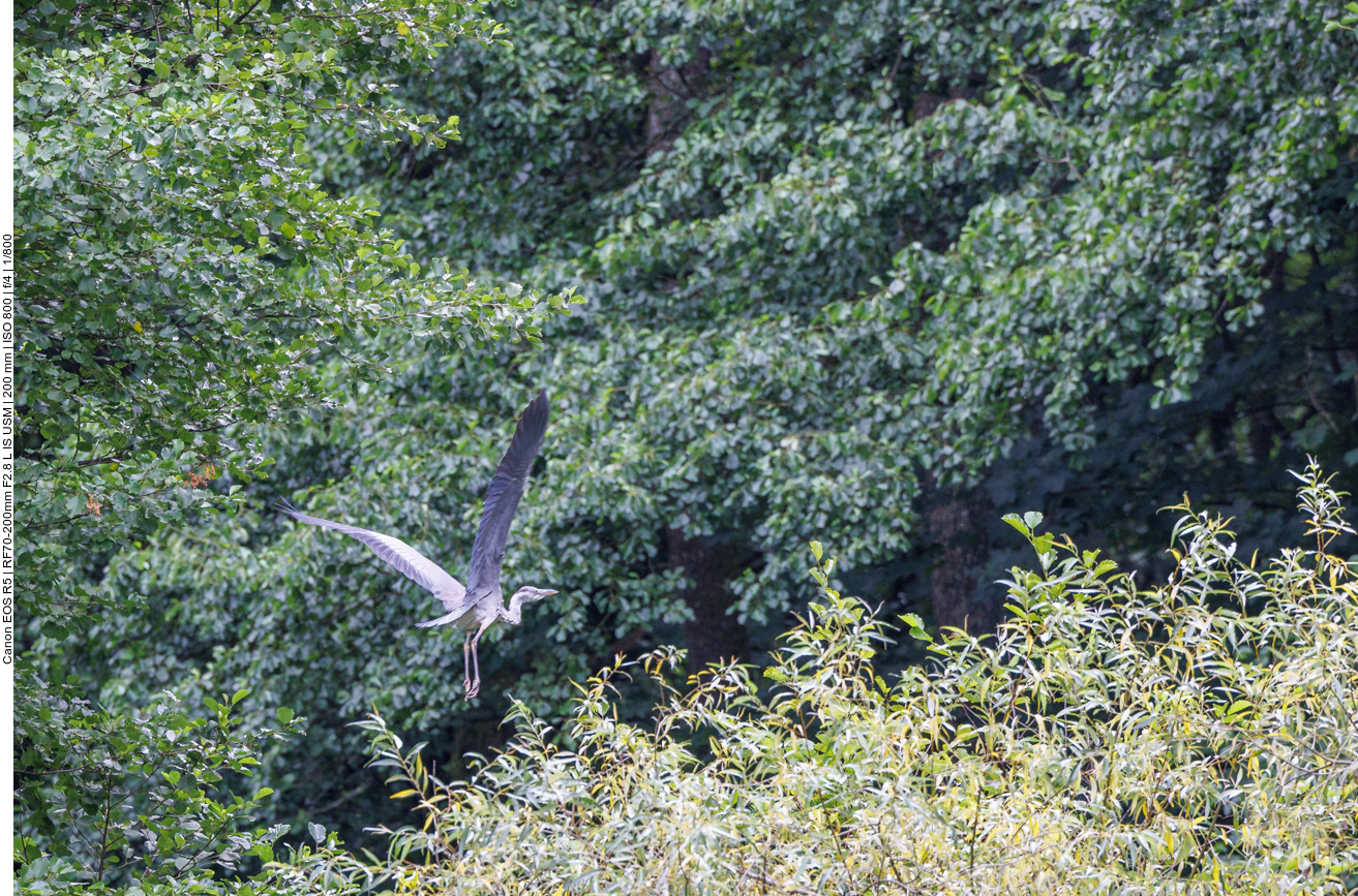 Da fliegt er hin, der Reiher 