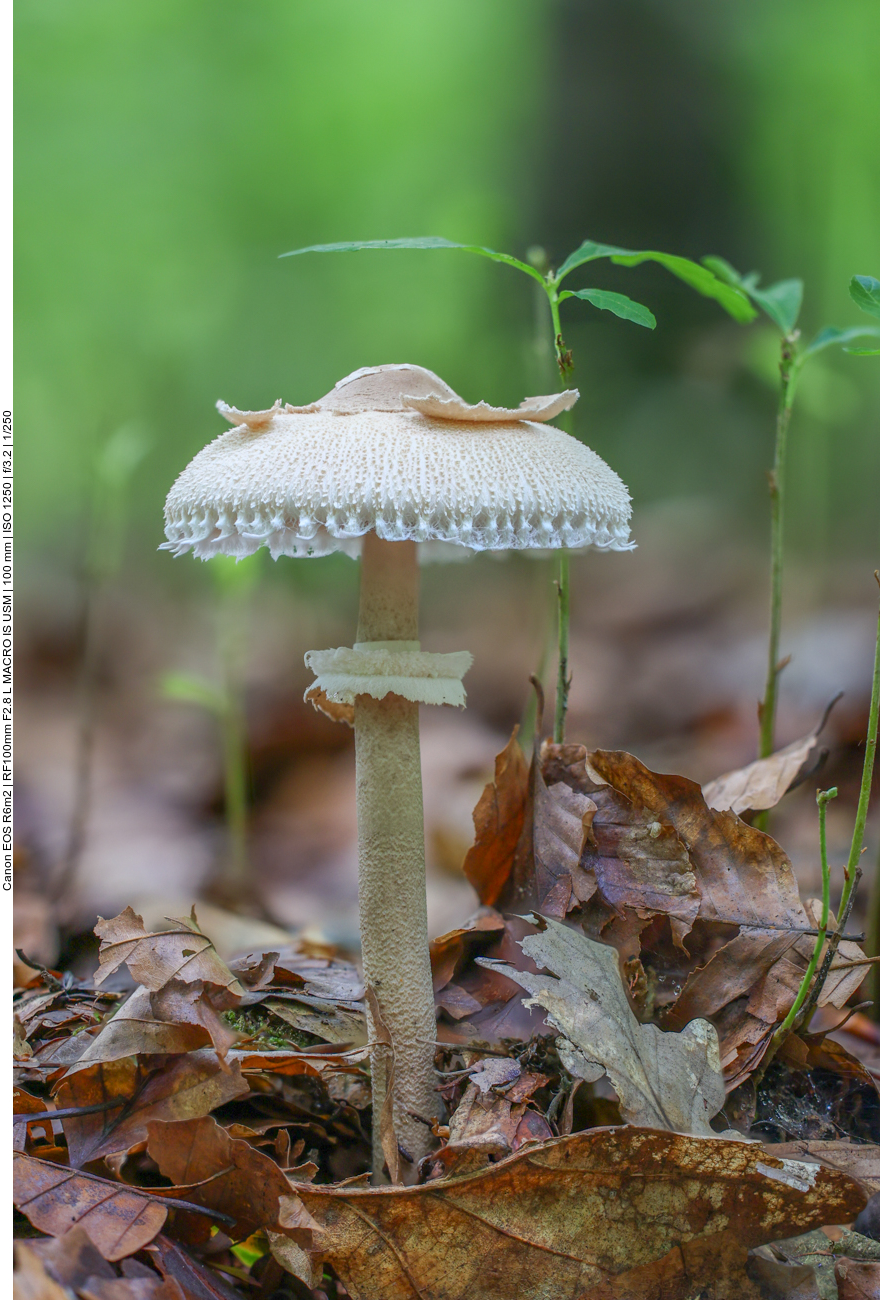 Gemeiner Riesenschirmling, Parasol oder Riesenschirmpilz [Macrolepiota procera]
