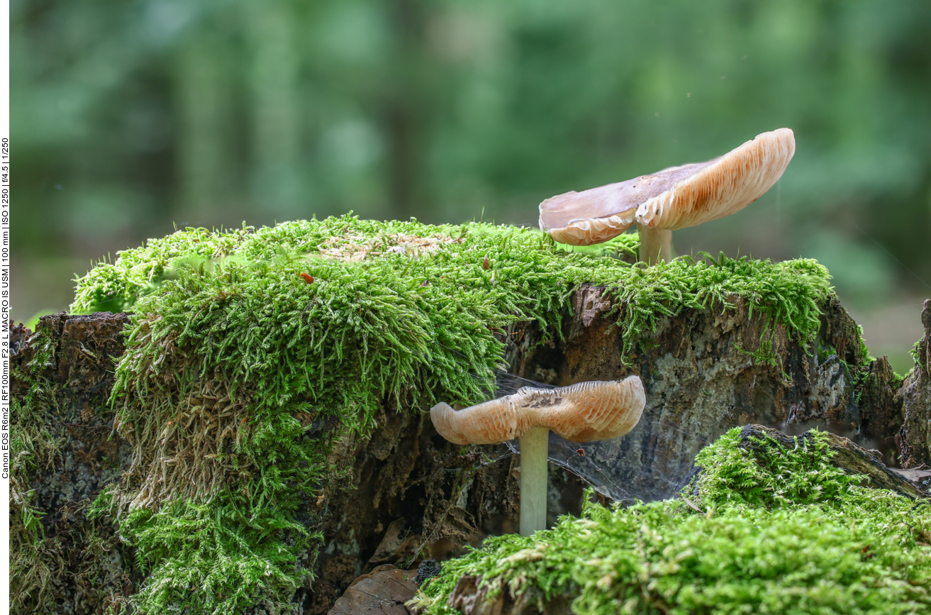 Pilze auf Baumstumpf 