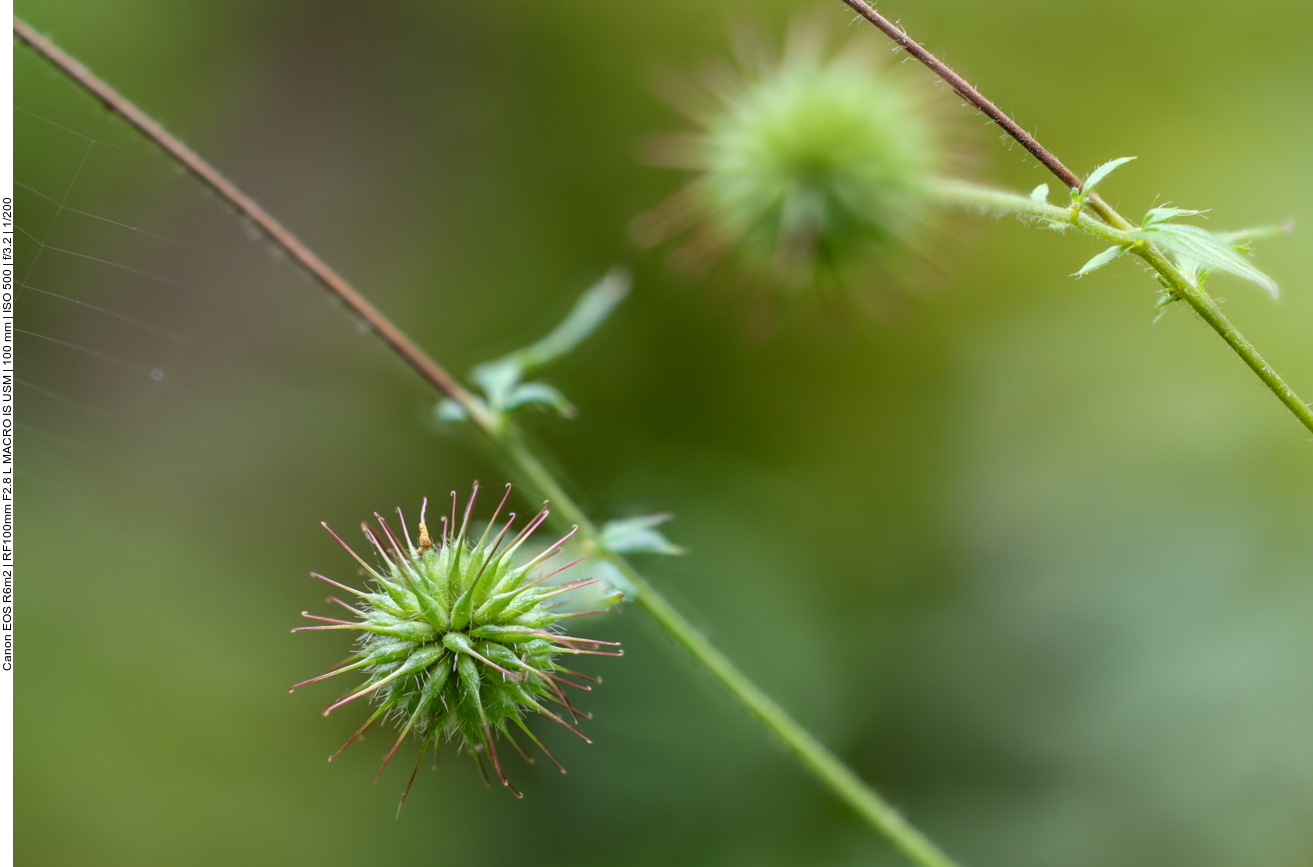 Benediktenkraut [Geum urbanum] 