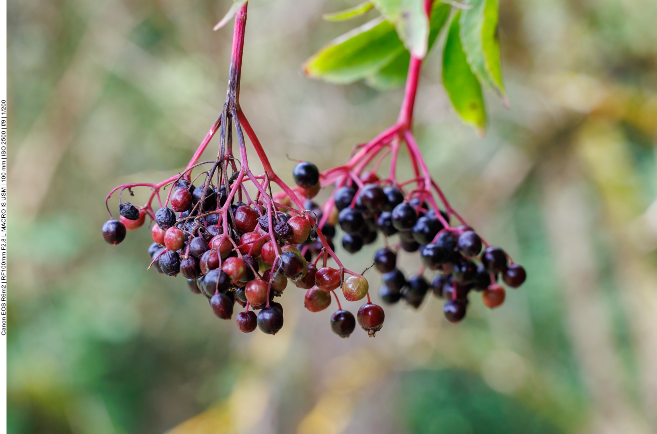 Holunder [Sambucus]