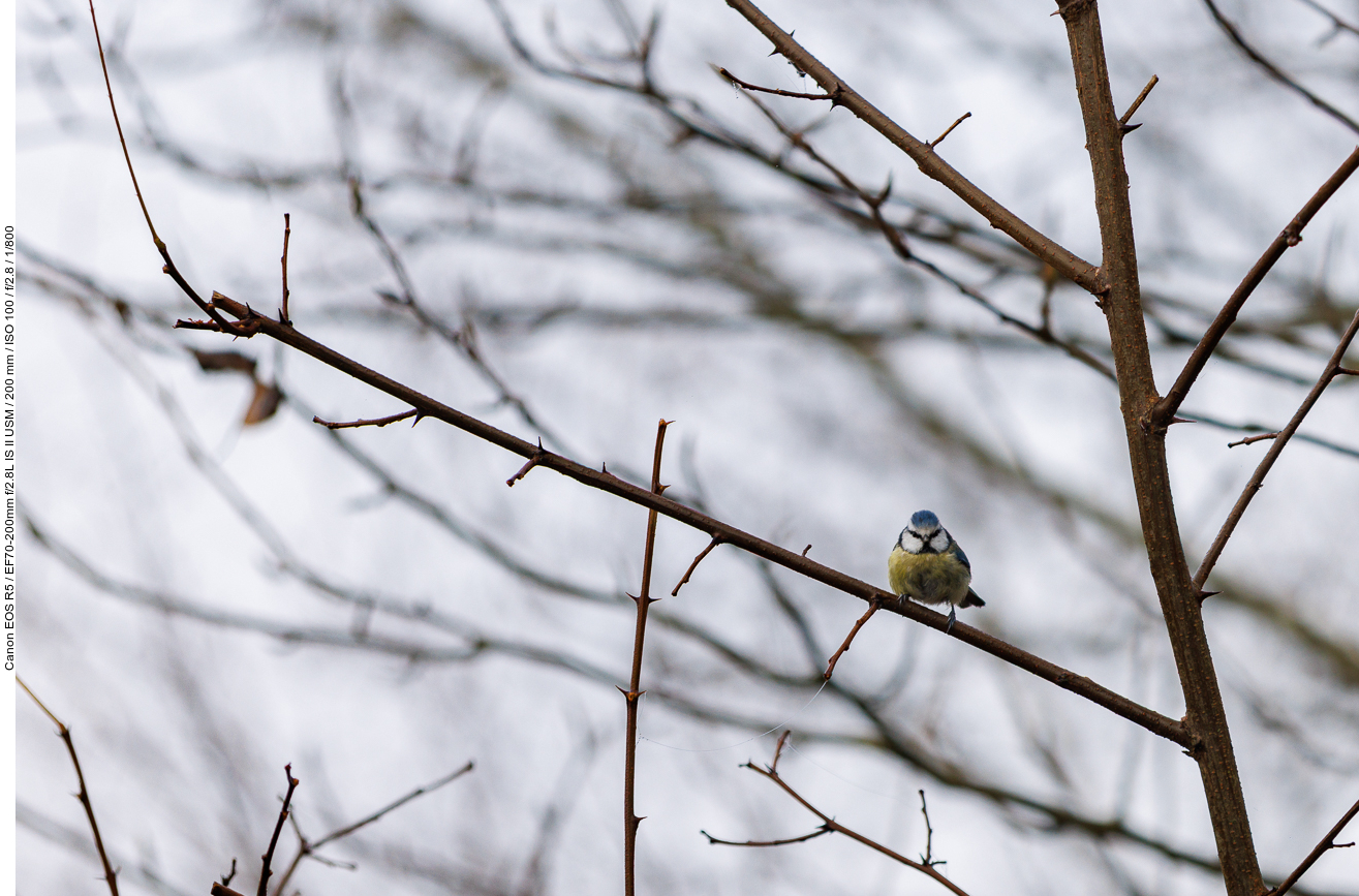 Blaumeise [Cyanistes caeruleus] (Stark gecropt)