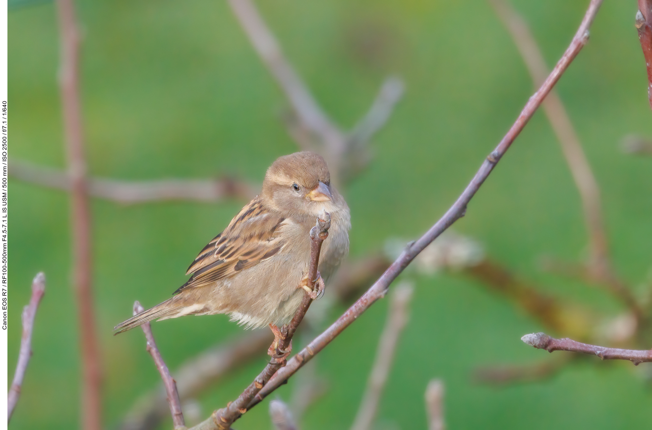 Sperling [Passeridae]