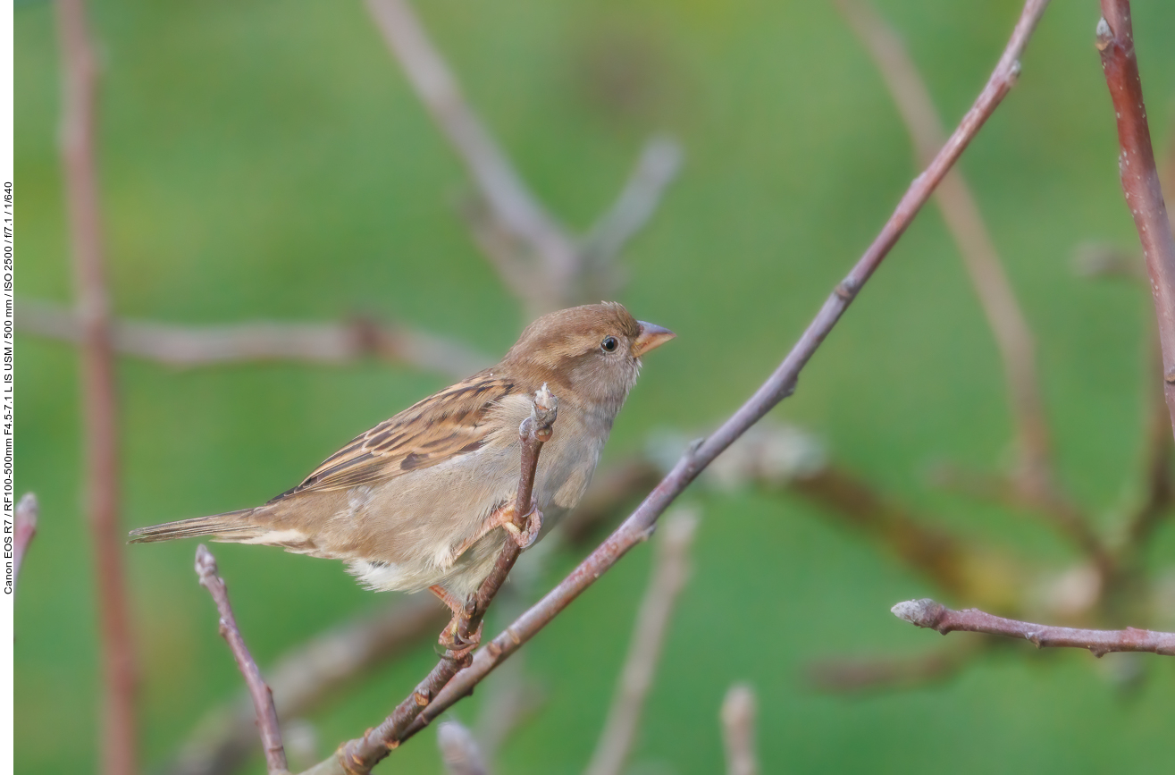 Sperling [Passeridae]