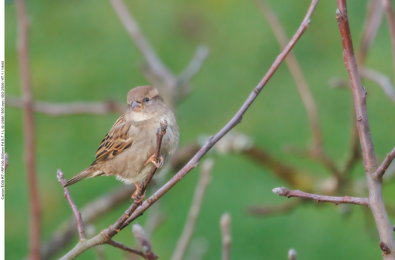 Sperling [Passeridae]