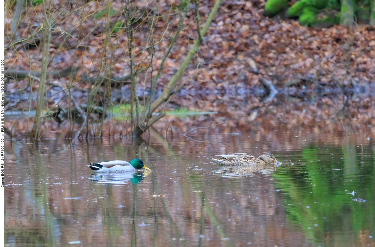 Stockenten in einem Teich