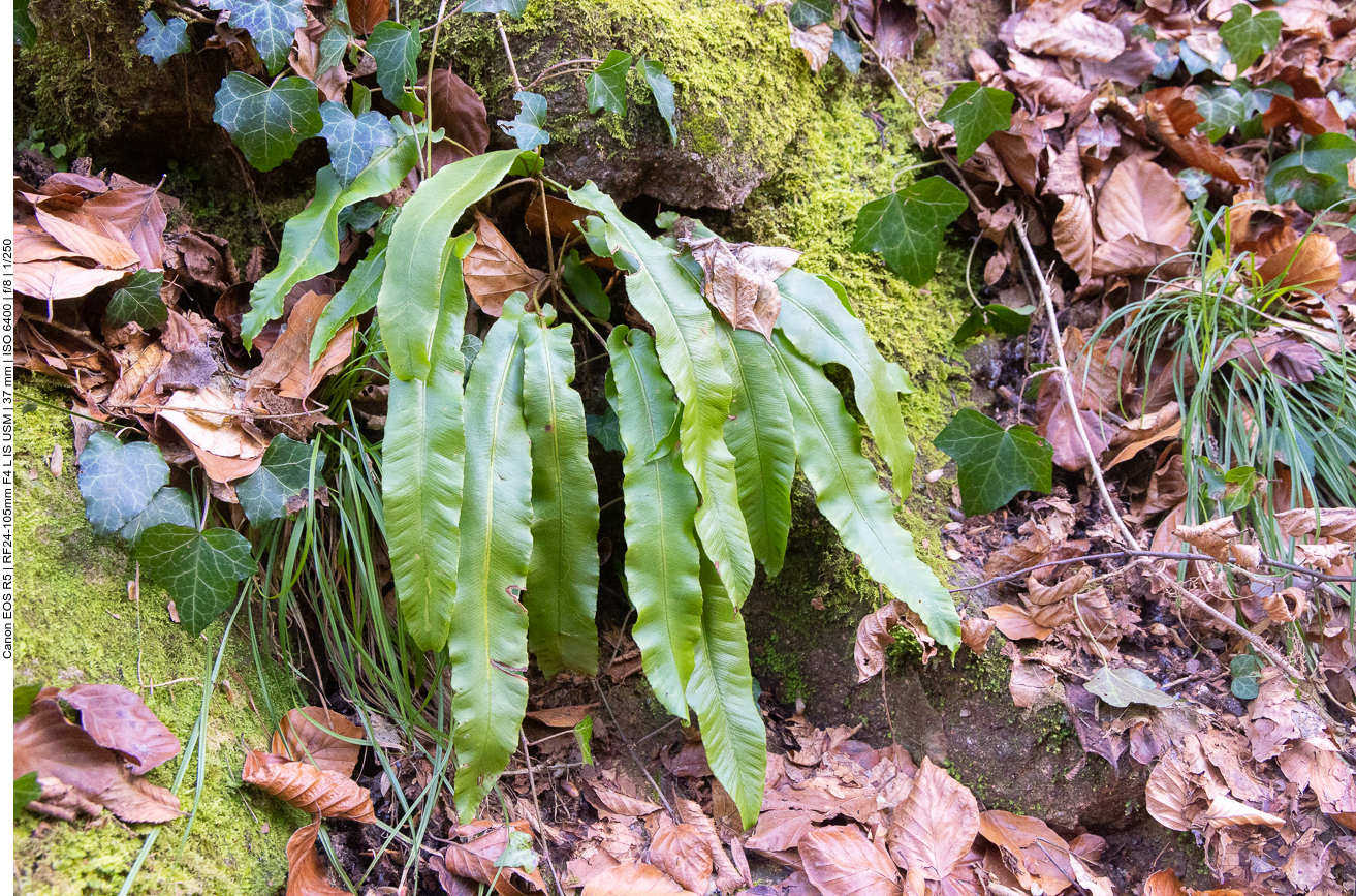 Hirschzungenfarn [Asplenium scolopendrium]