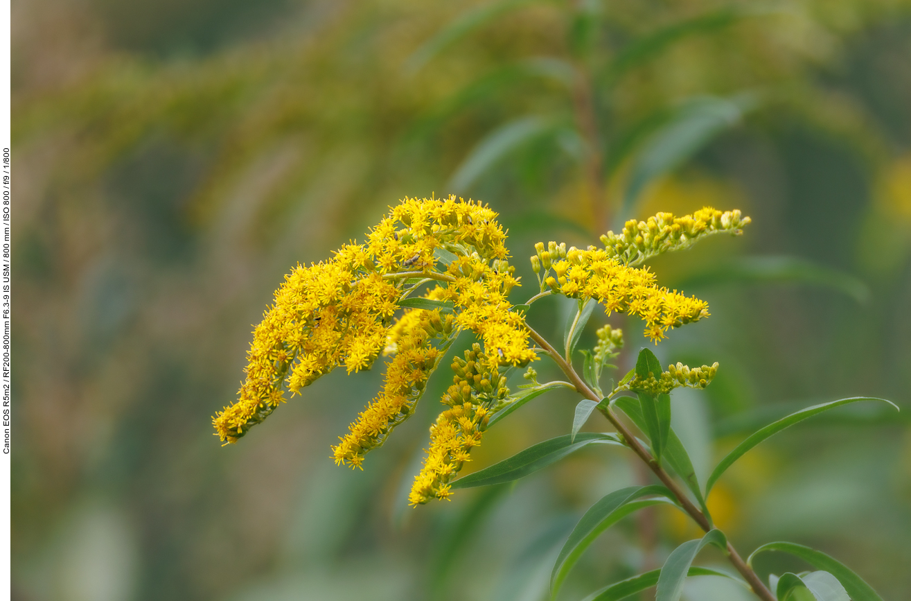 Gewöhnliche kanadische Goldrute [Solidago canadensis]