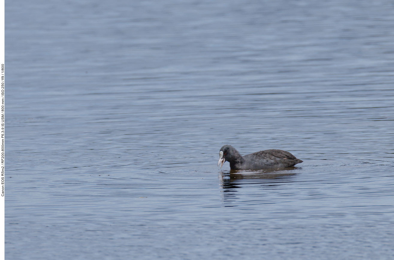 Blässhuhn [Fulica atra]