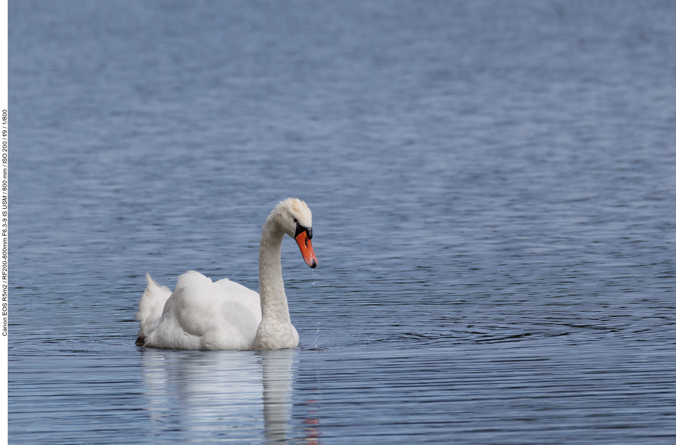 Höckerschwan [Cygnus olor]