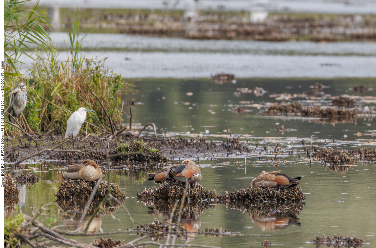 Graureiher, Silberreiher und ruhende Nilgänse