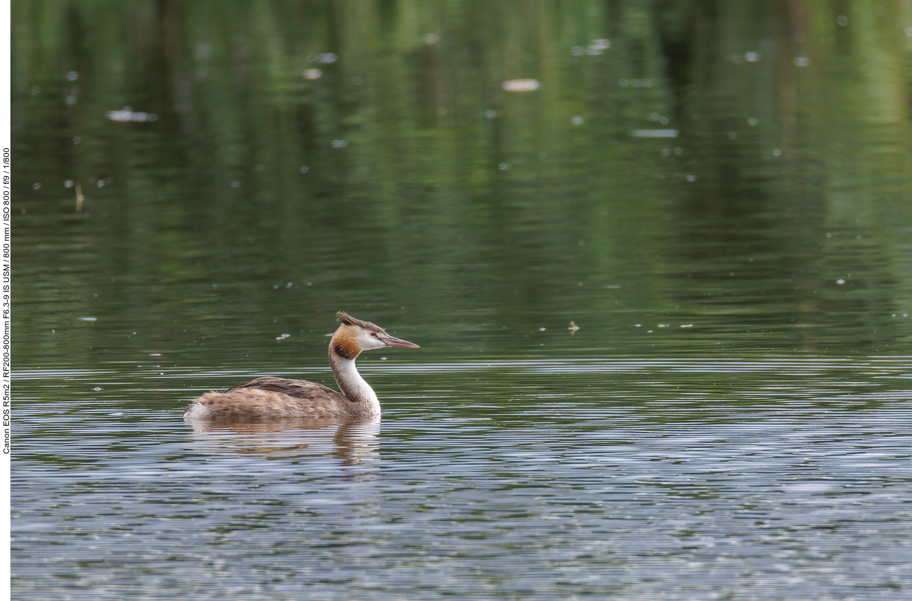 Haubentaucher [Podiceps cristatus]