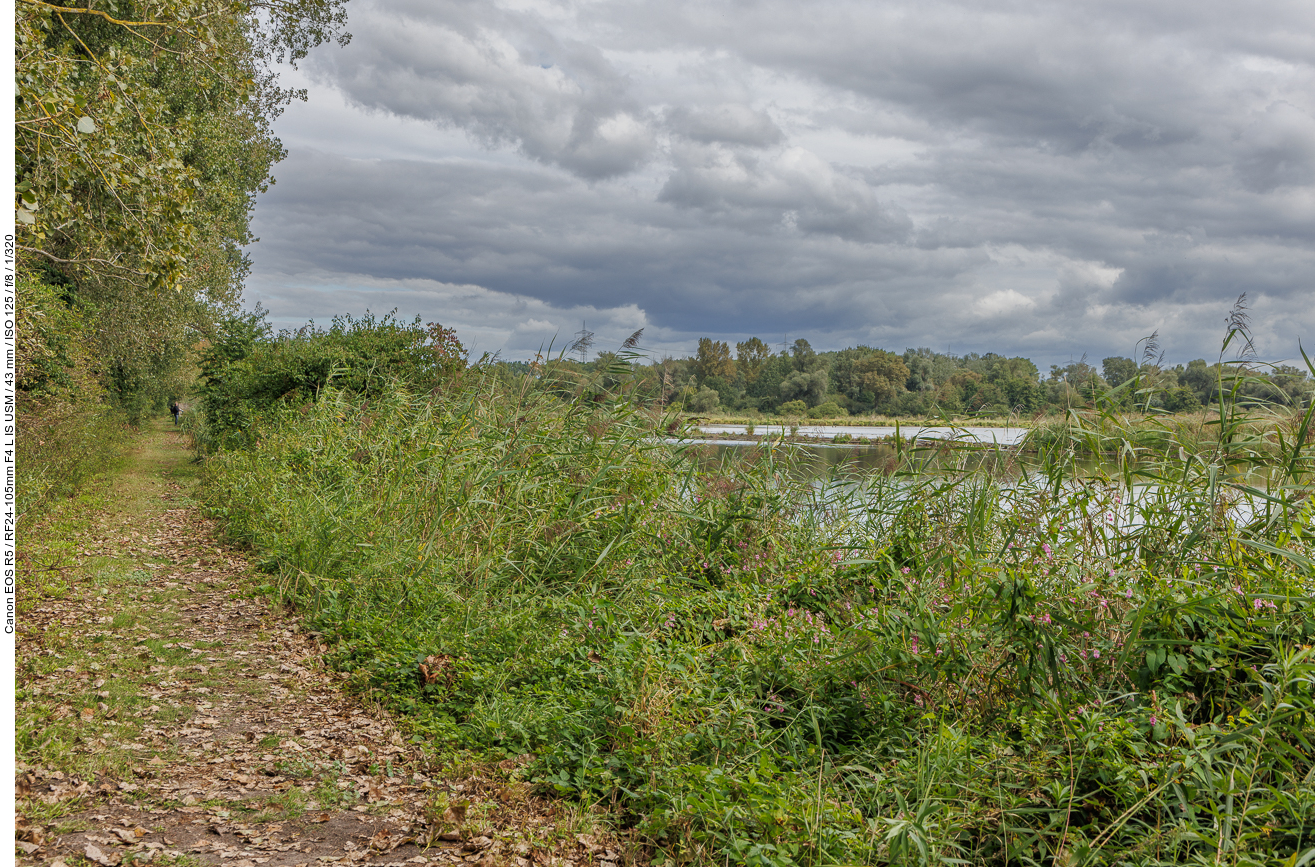 Weg mit zugewachsenem Ufer