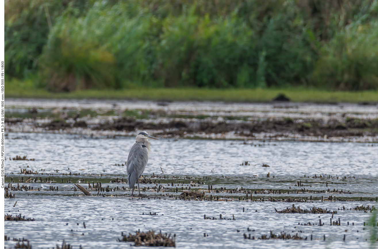 Graureiher [Ardea cinerea]