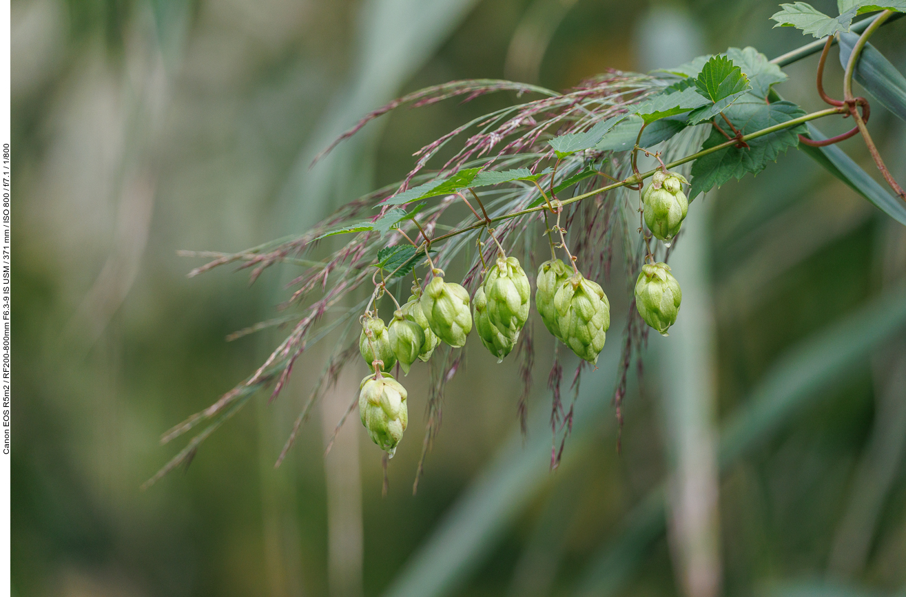 Echter Hopfen [Humulus lupulus], männliche Pflanze 