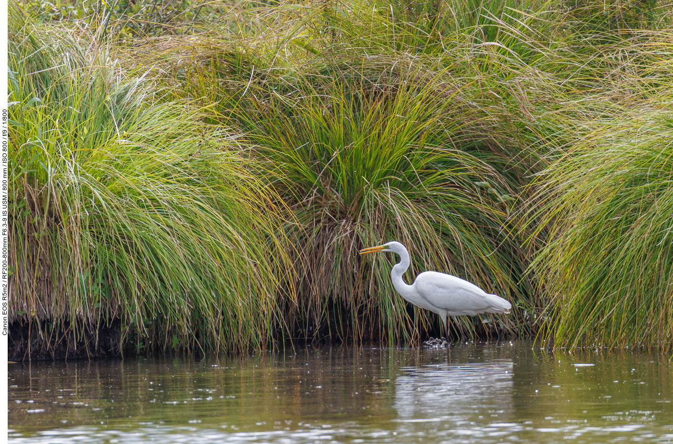 Silberreiher [Ardea alba]