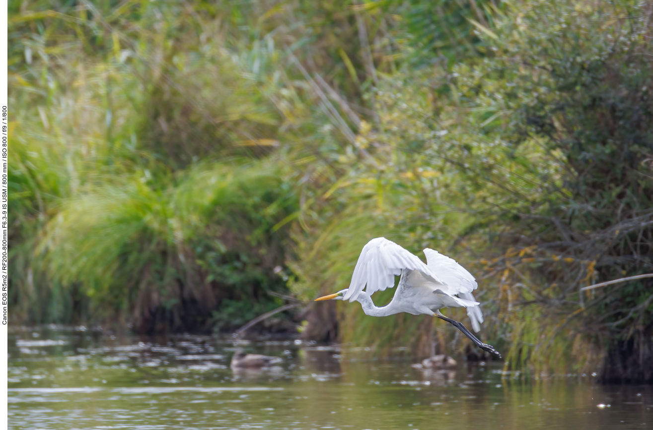 Silberreiher [Ardea alba] im Flug