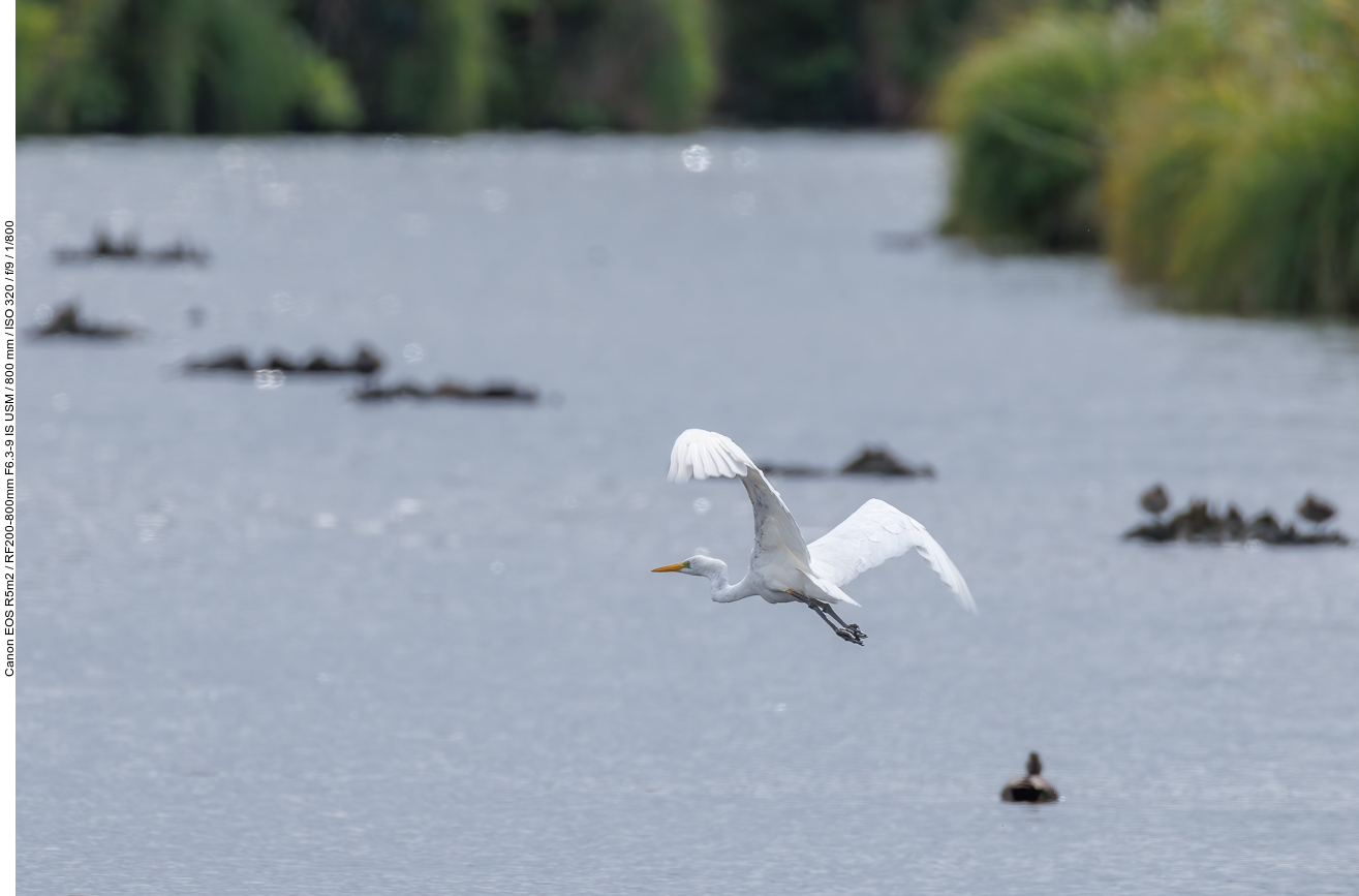 Silberreiher [Ardea alba] im Flug