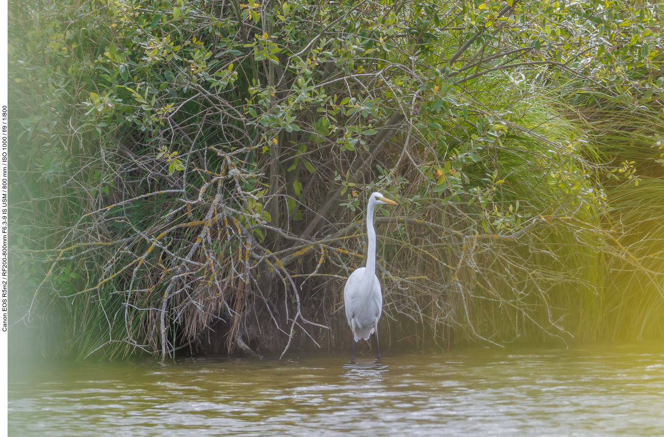 Silberreiher [Ardea alba]