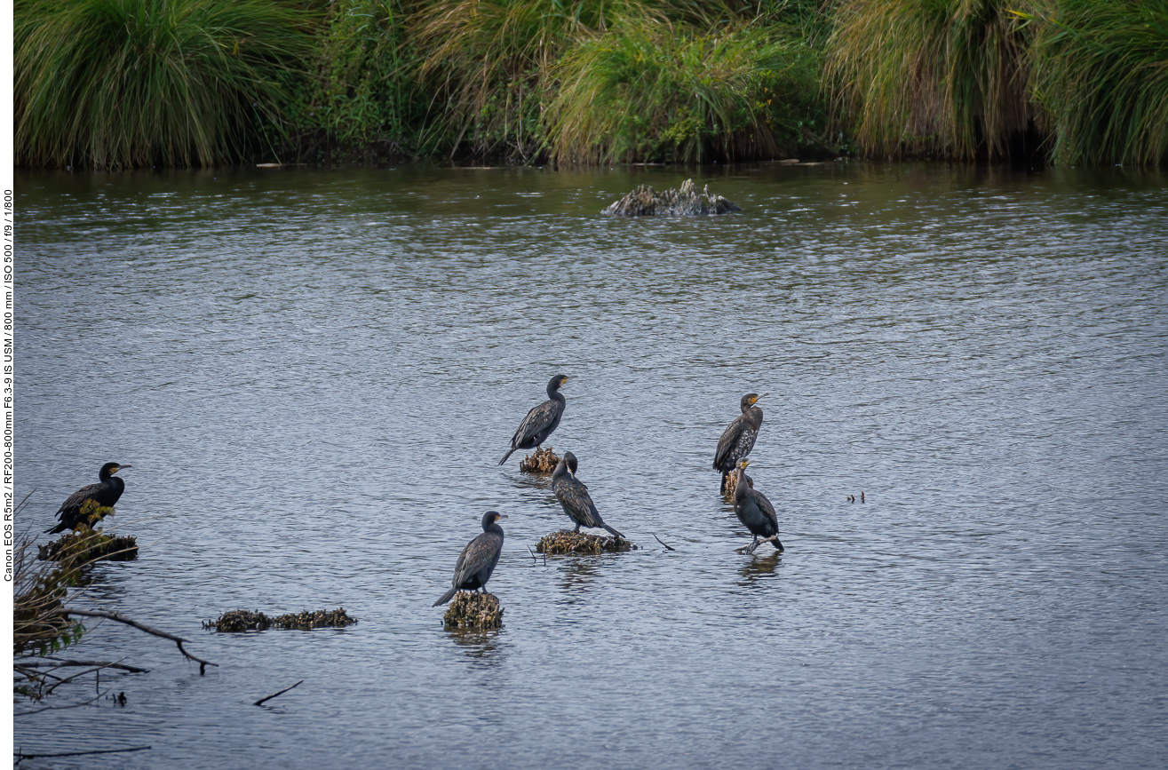 Kormorane [Phalacrocorax carbo]