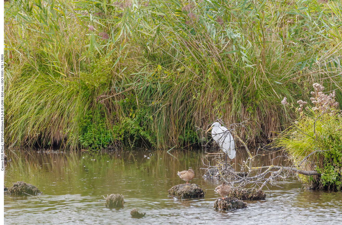 Haubentaucher [Podiceps cristatus]