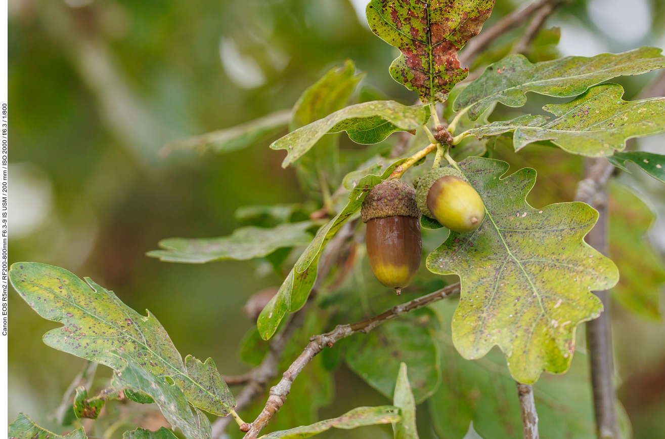 Stil-Eiche [Quercus robur]