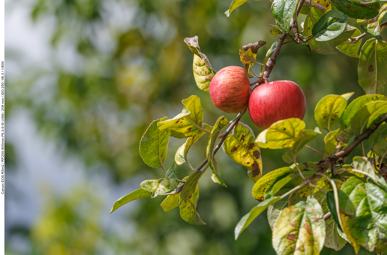 Kultur-Apfel [Malus domestica]