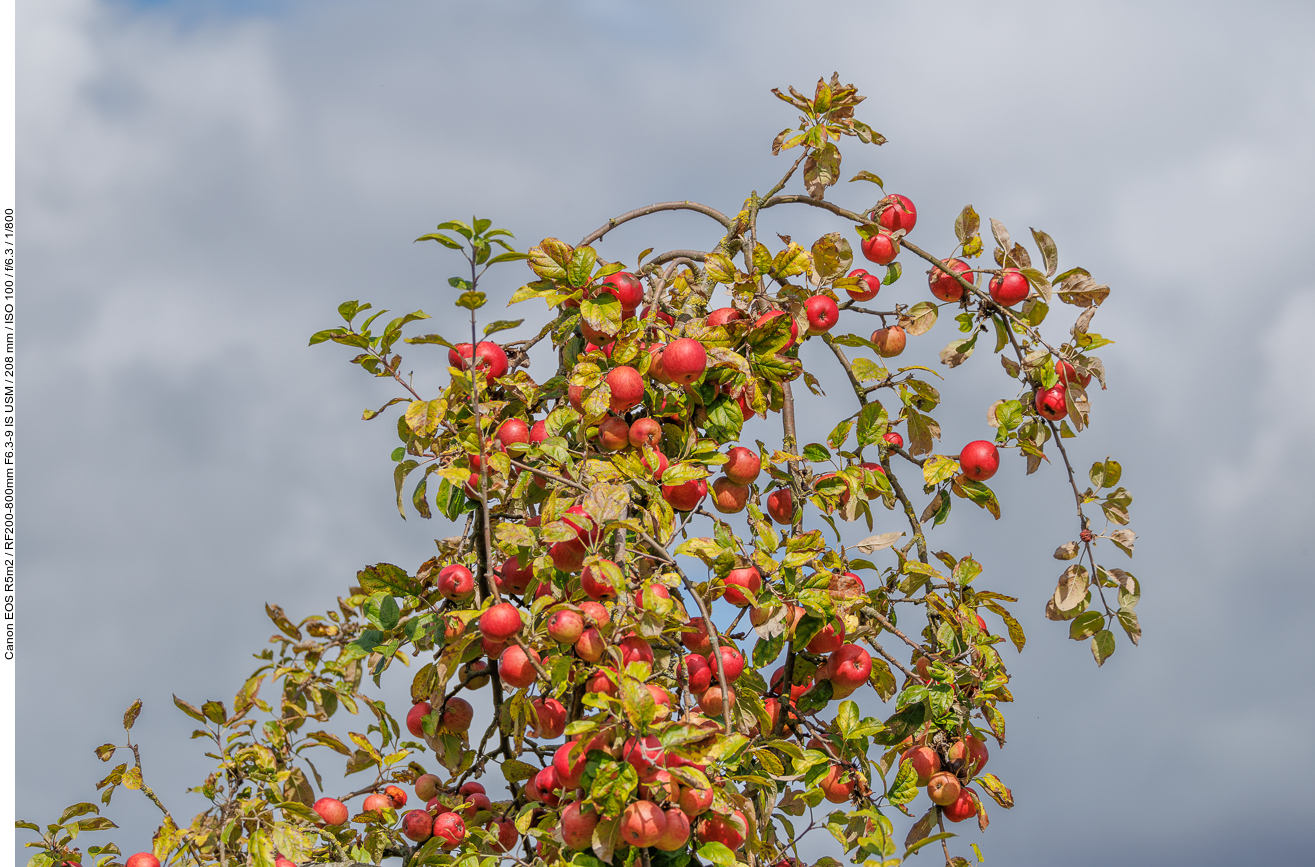 Reich bestückter Apfelbaum