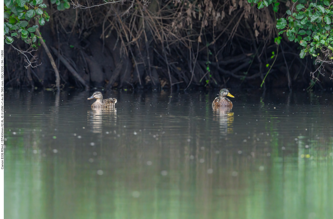 Entenpärchen unterm Dickicht