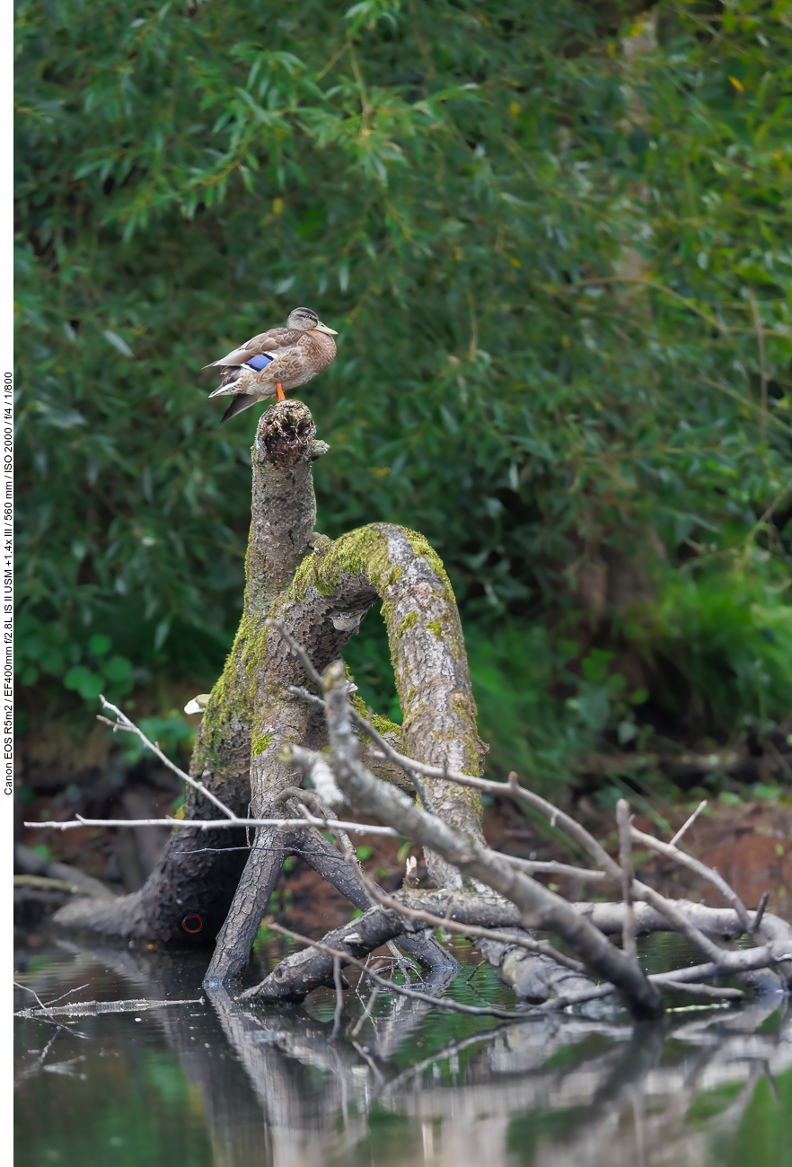 Stockente [Anas platyrhynchos] mit Ausblick