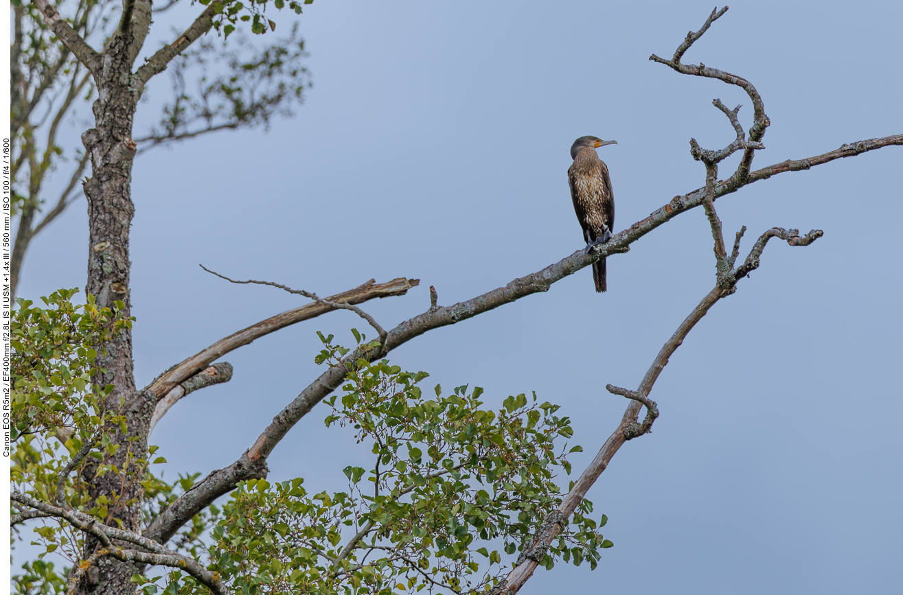 Gewöhnliche kanadische Goldrute [Solidago canadensis]