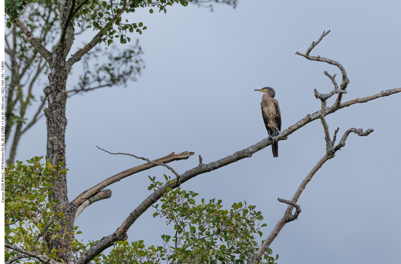 Kormoran [Phalacrocorax carbo]