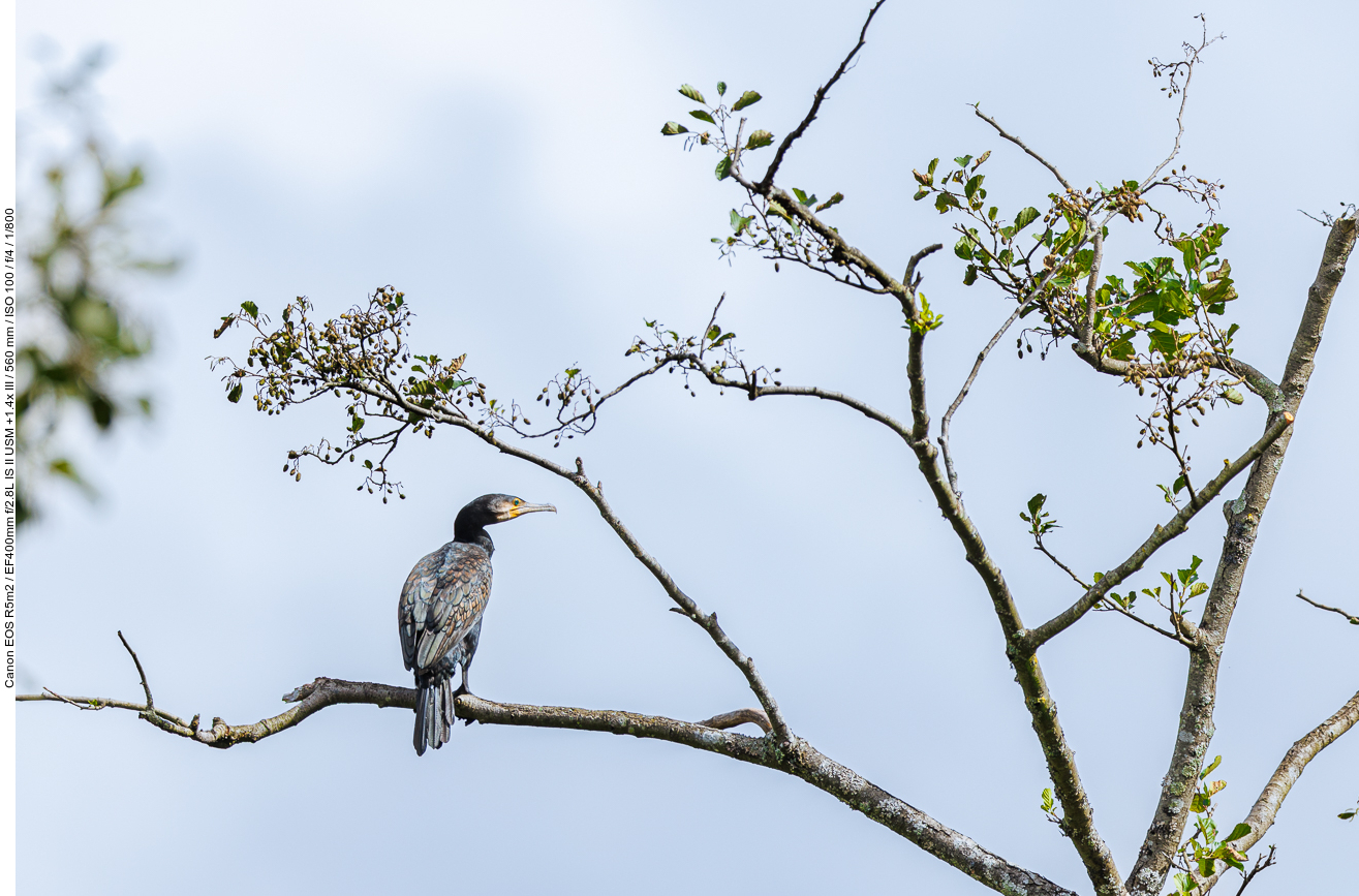 Kormoran [Phalacrocorax carbo]