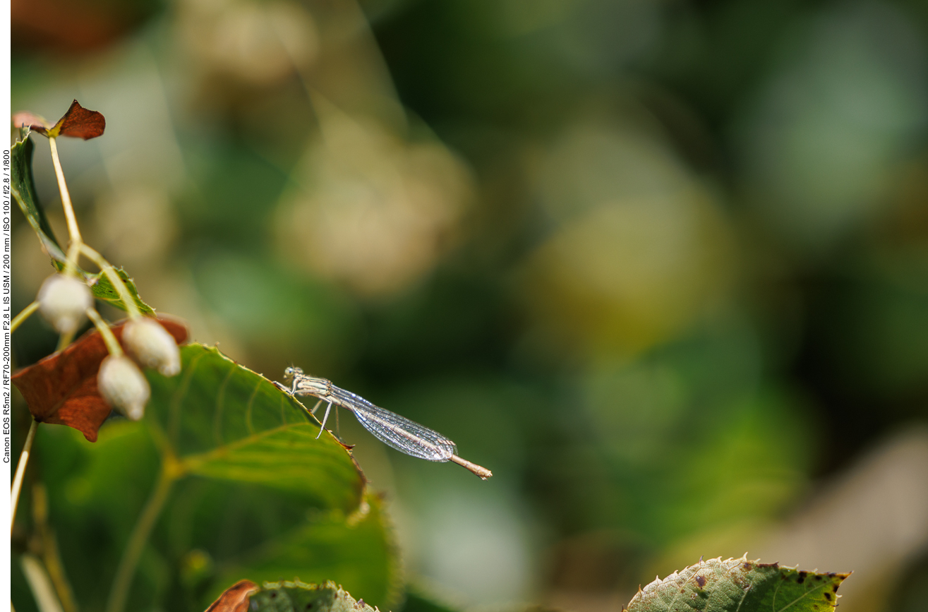 Vermutlich Südliche Binsenjungfer [Lestes barbarus]