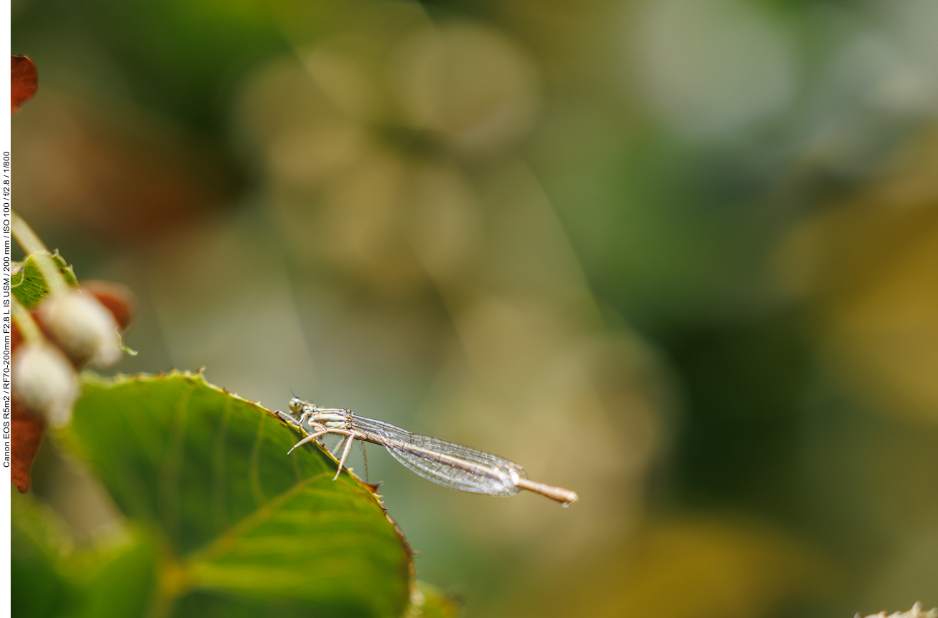 Vermutlich Südliche Binsenjungfer [Lestes barbarus]