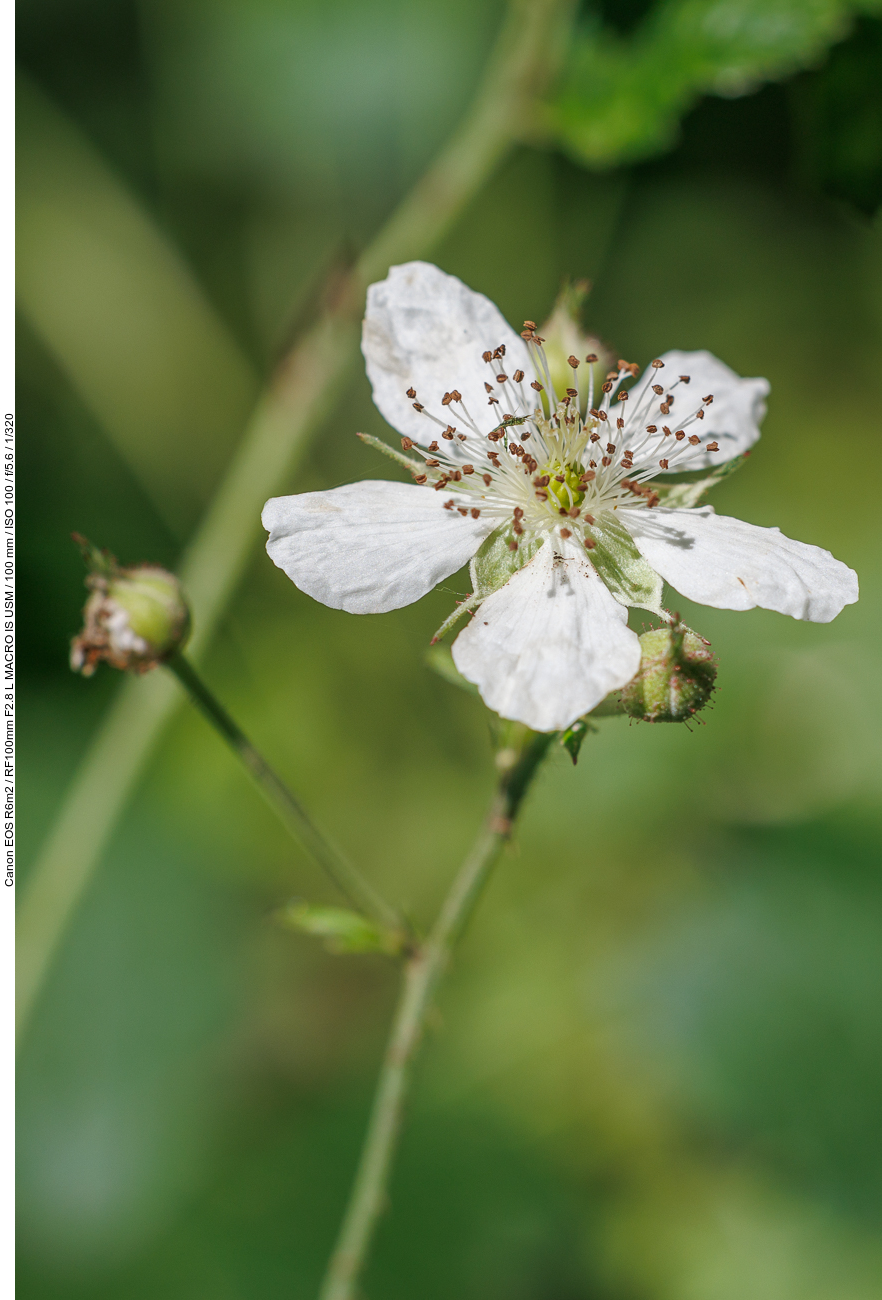 Ackerbrombeere [Rubus caesius]
